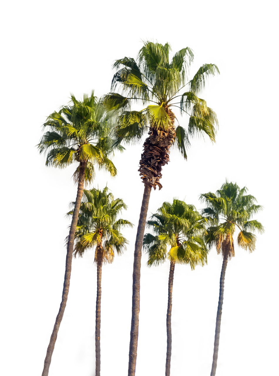 High Palm Trees