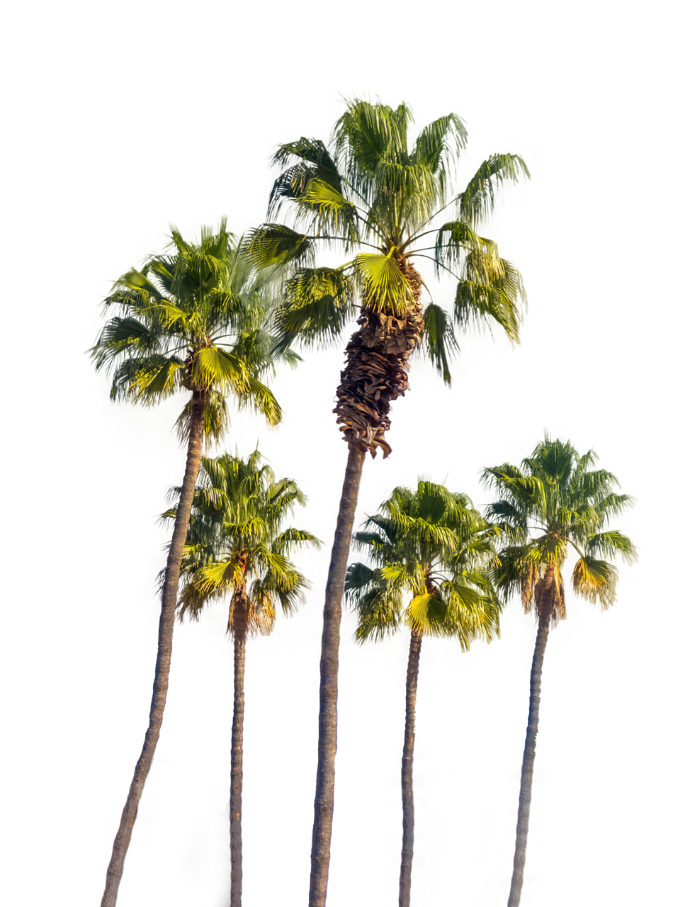 High Palm Trees